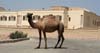 14 Urban Camel